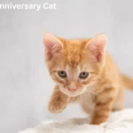 Happy Anniversary Cat