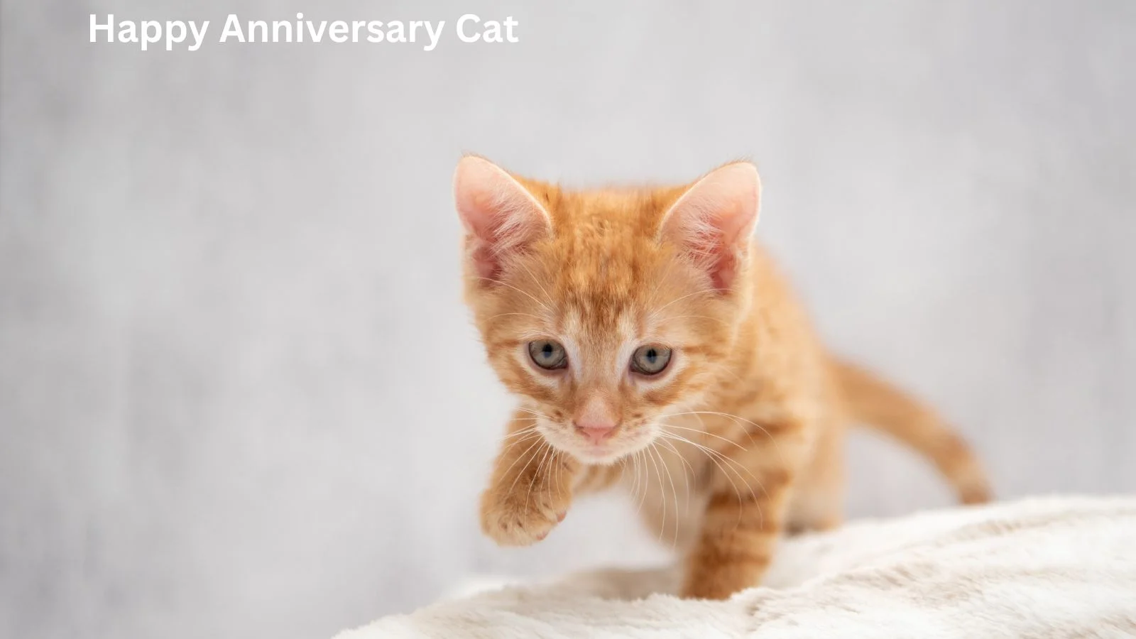 Happy Anniversary Cat
